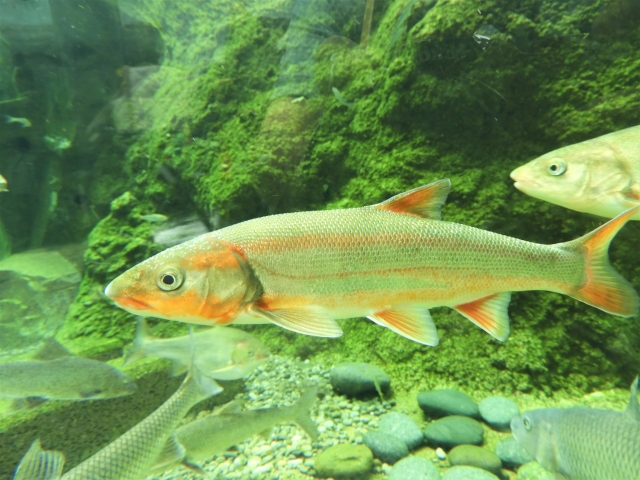 大河津分水にも生息するウグイ